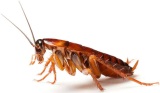 cucaracha