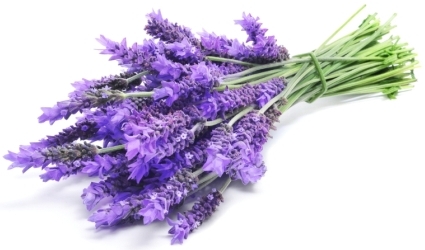 lavanda