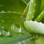 aloevera