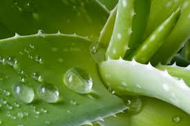 aloevera