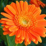 calendula